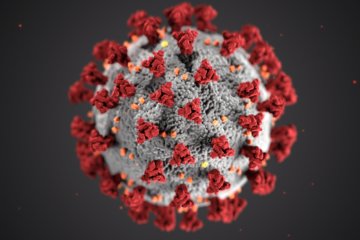 A graphical rendering of the coronavirus. Photo courtesy of the CDC.